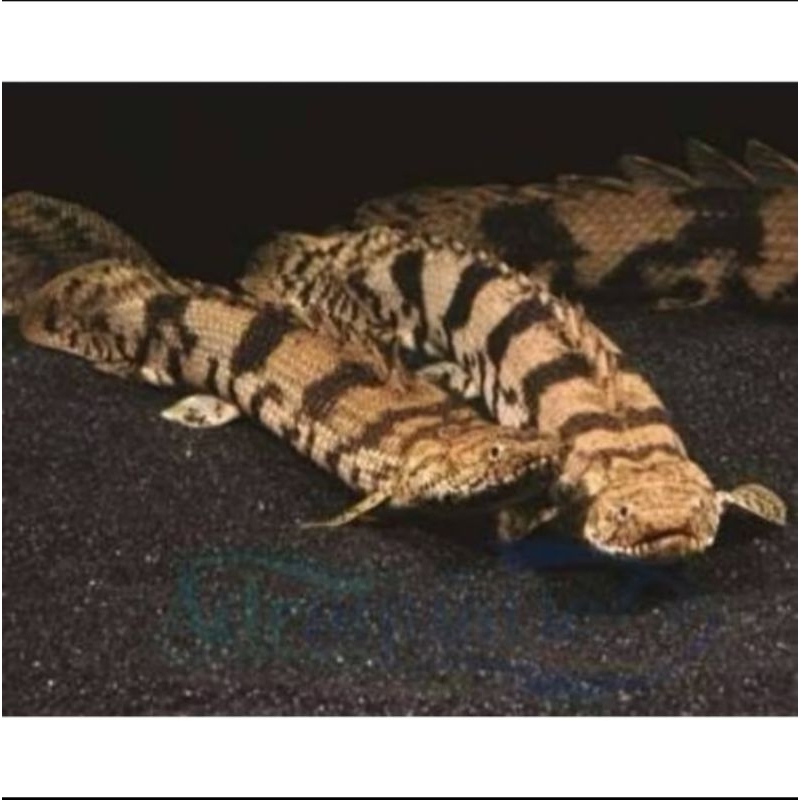 ikan hias palmas endlycheri ikan palmas endliceri GOJEK ONLY