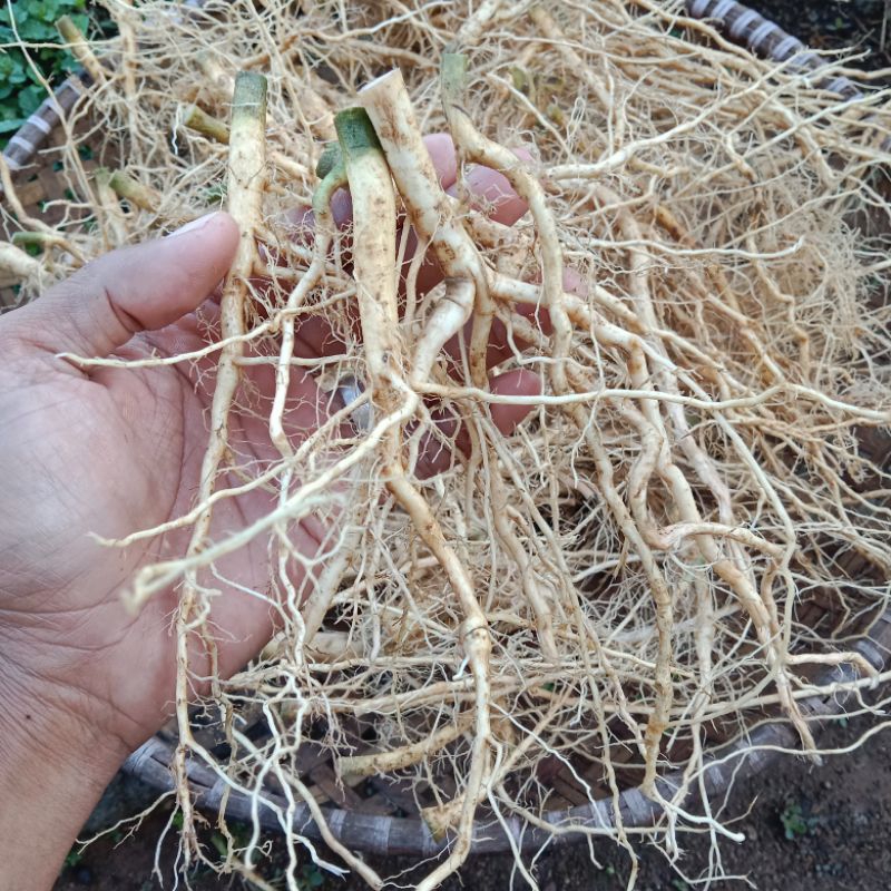 

akar sidaguri jantan segar 200g