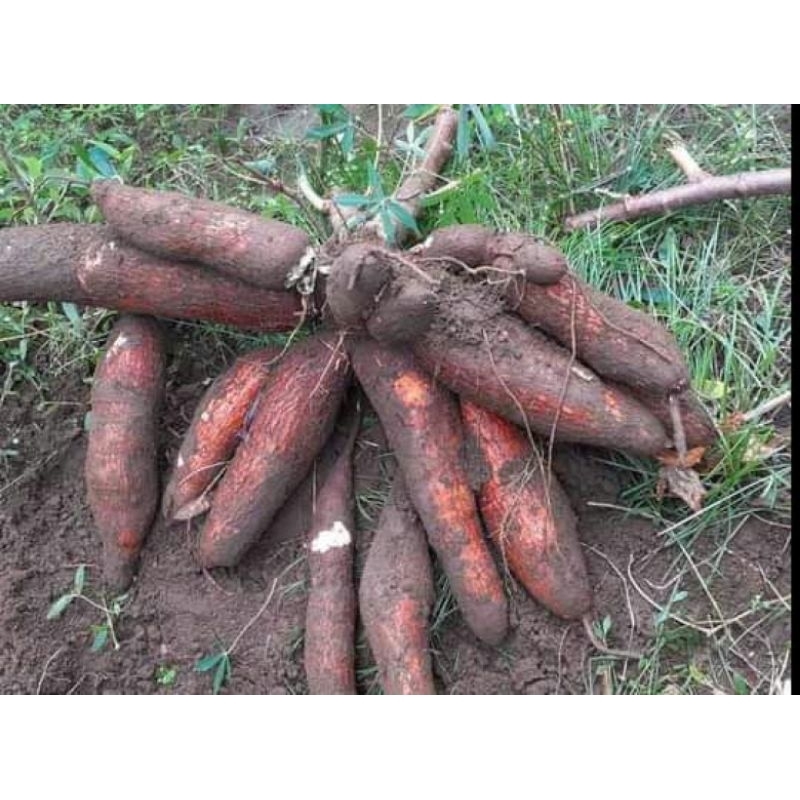 Bibit Ubi Kayu ARMAND