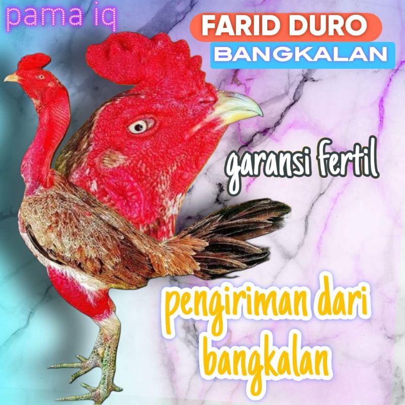 

Telur fertil ayam pama juara / COD