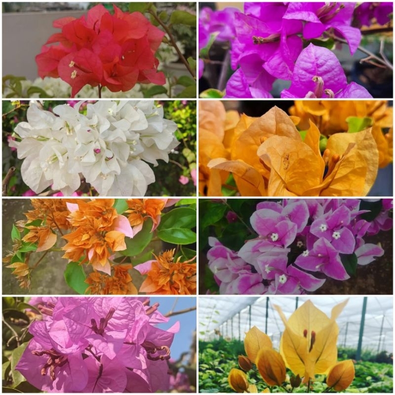 Tanaman Bugenvil/pohon bugenvil bunga/bahan bonsai