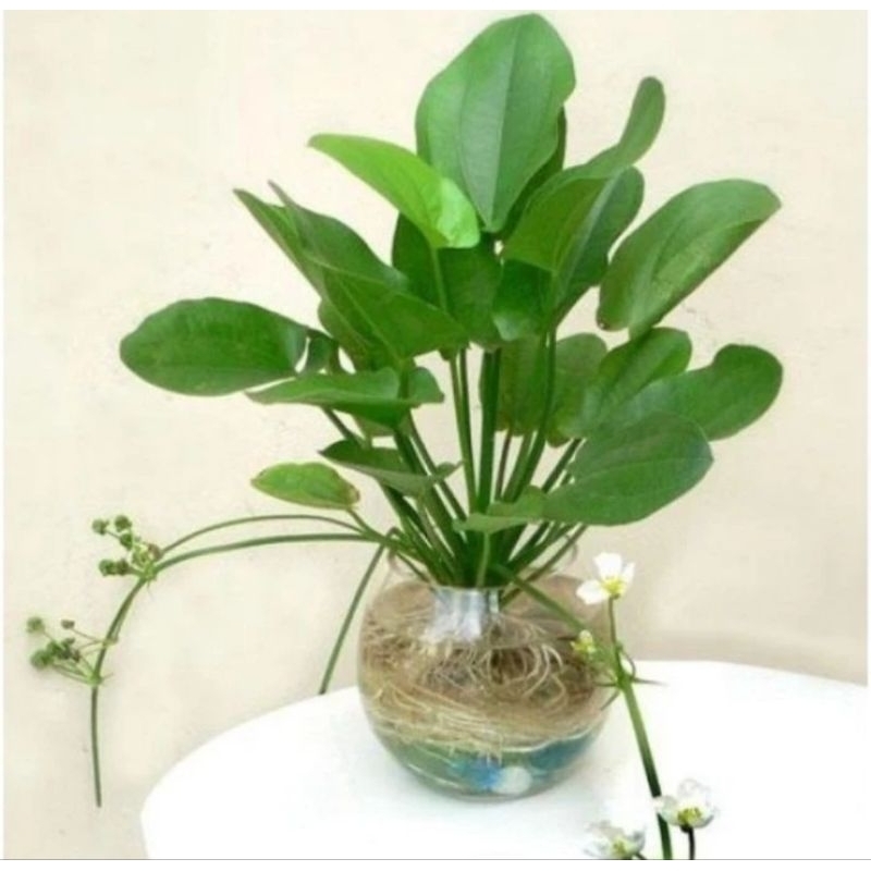 tanaman hias melati air bunga melati air tanaman melati air