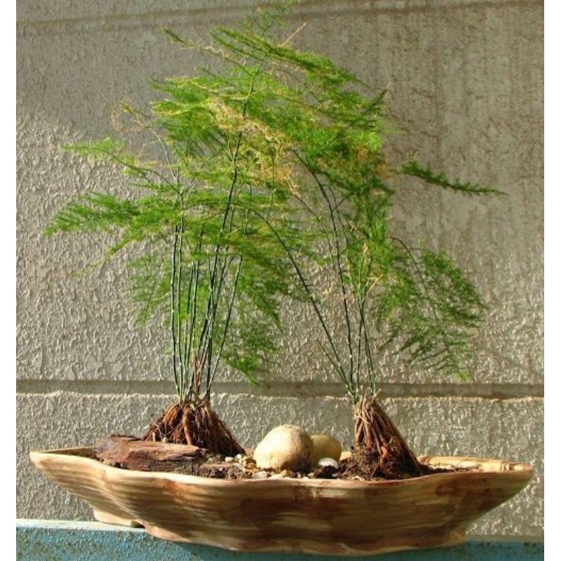 tanaman hias asparagus - asparagus - tanaman hias