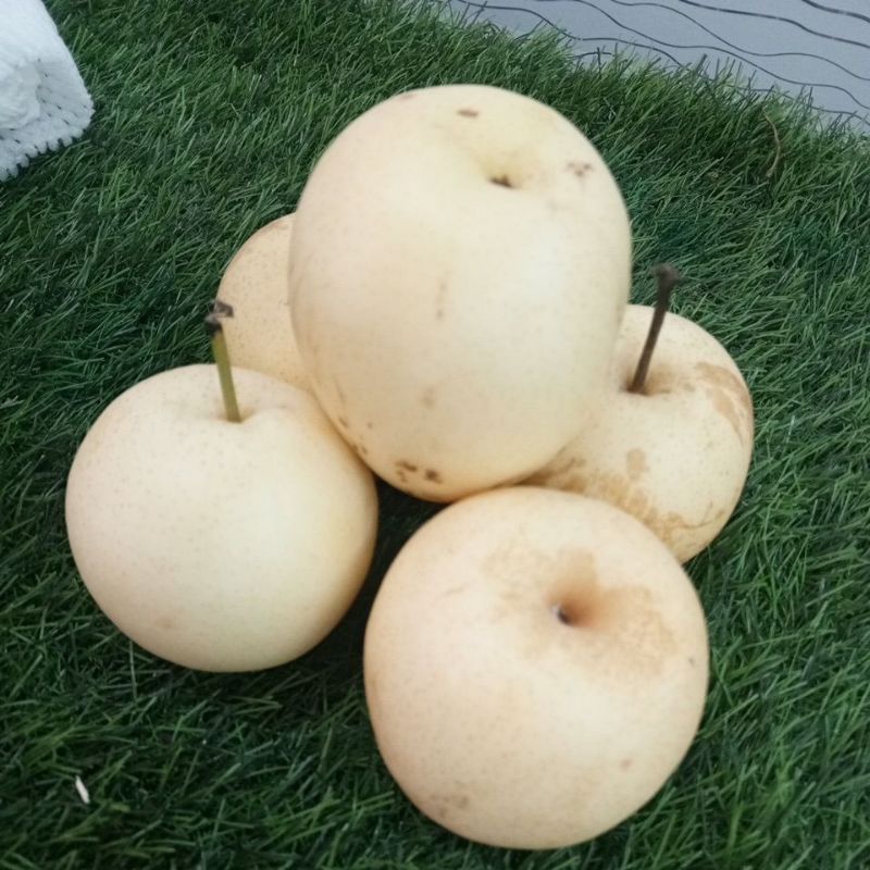 

Buah Pear Century Satuan 250 G