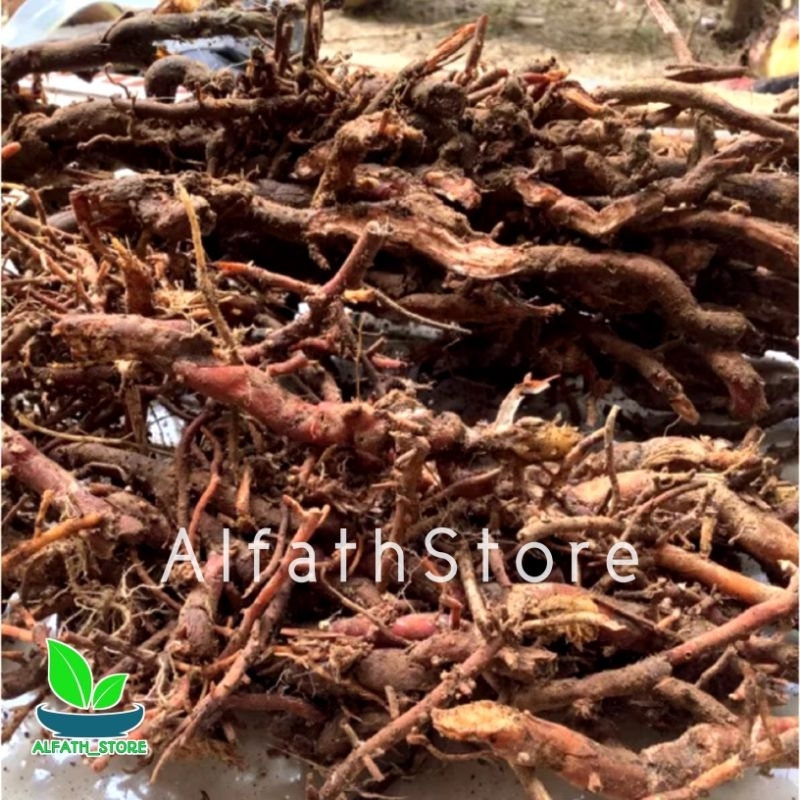 

Akar kelapa ambil dadakan 1kg