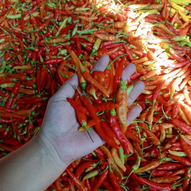 

CABE RAWIT PEDESS KILOAN
