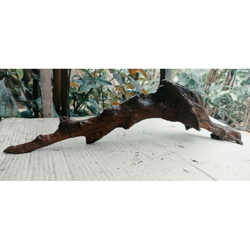 kayu Rentek kecil aquascape sudah tenggelam