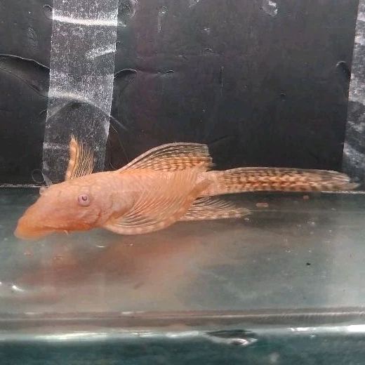 pleco brush mouth albino slayer L144