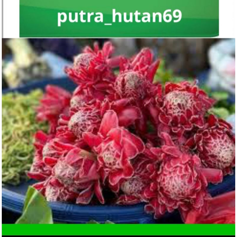 

TERMURAH BUNGA KECOMBRANG MEKAR 500 G