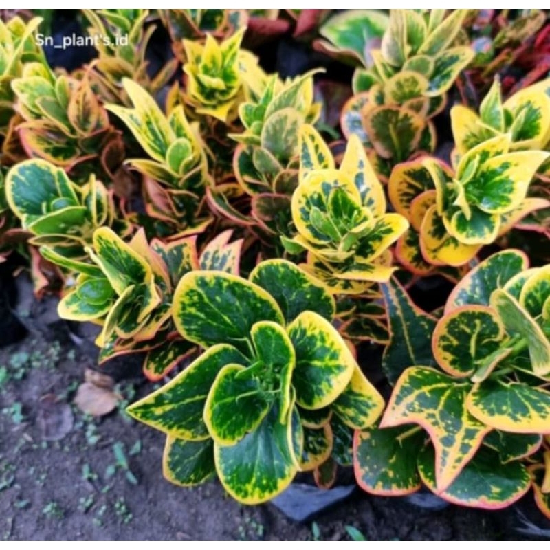 Tanaman Hias Puring Apel Koin / Puring mawar