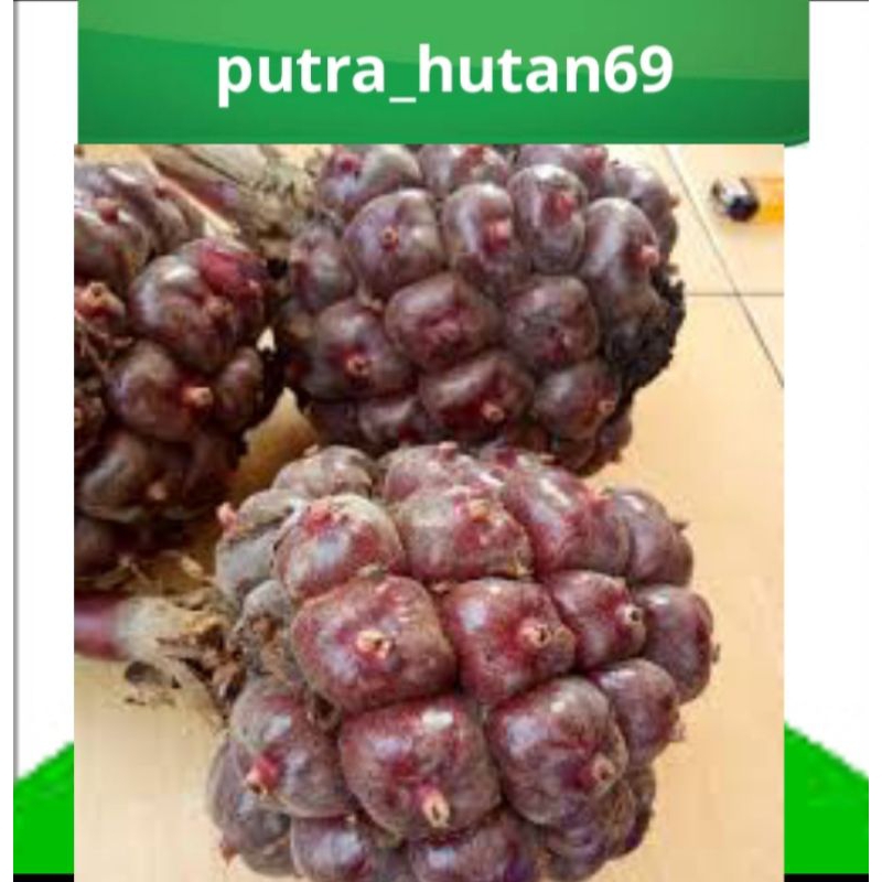 

HONJE LAKA FRESH DAN SEGAR 1KG