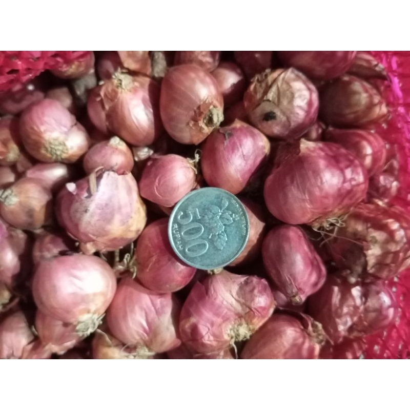 

bawang merah nganjuk
