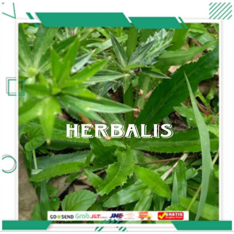 

Daun walang sangit segar fres 200g murah
