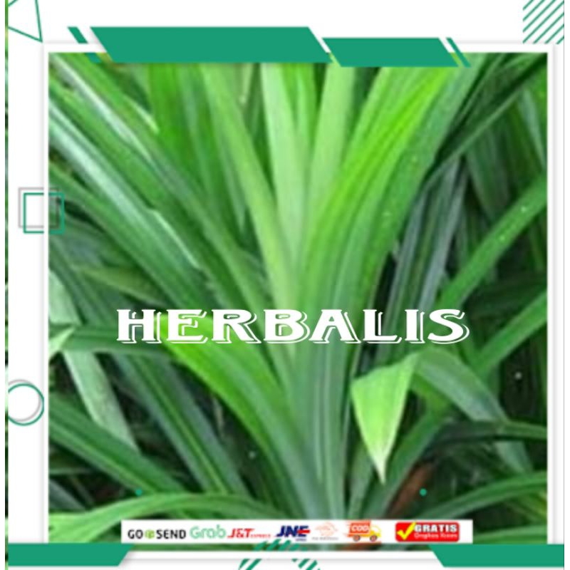 

200gr daun pandan segar murah siap di gunakan