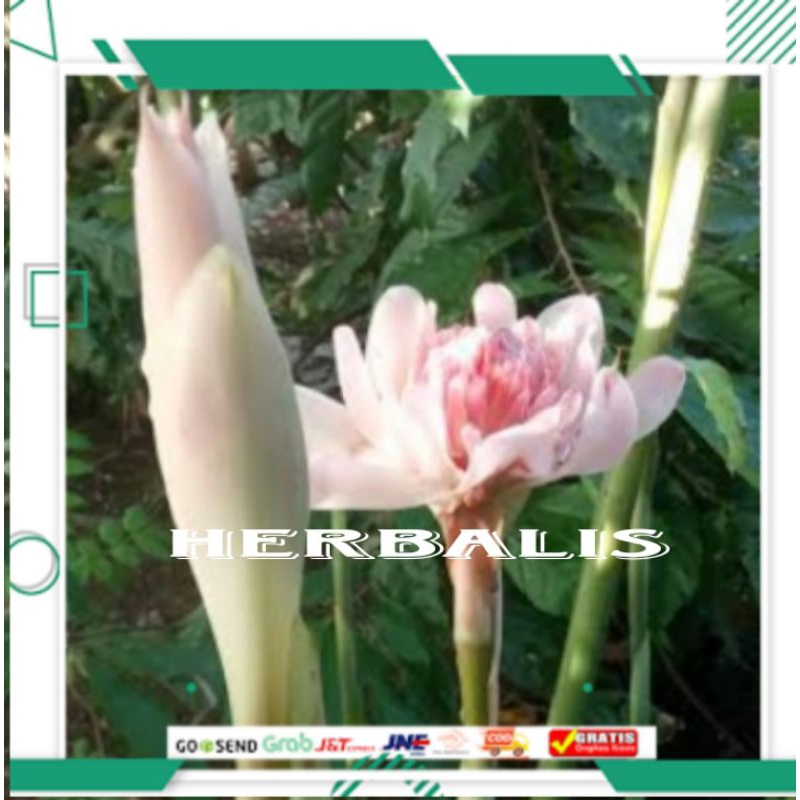 

Grosir bunga kecombrang segar fres 1kg murah