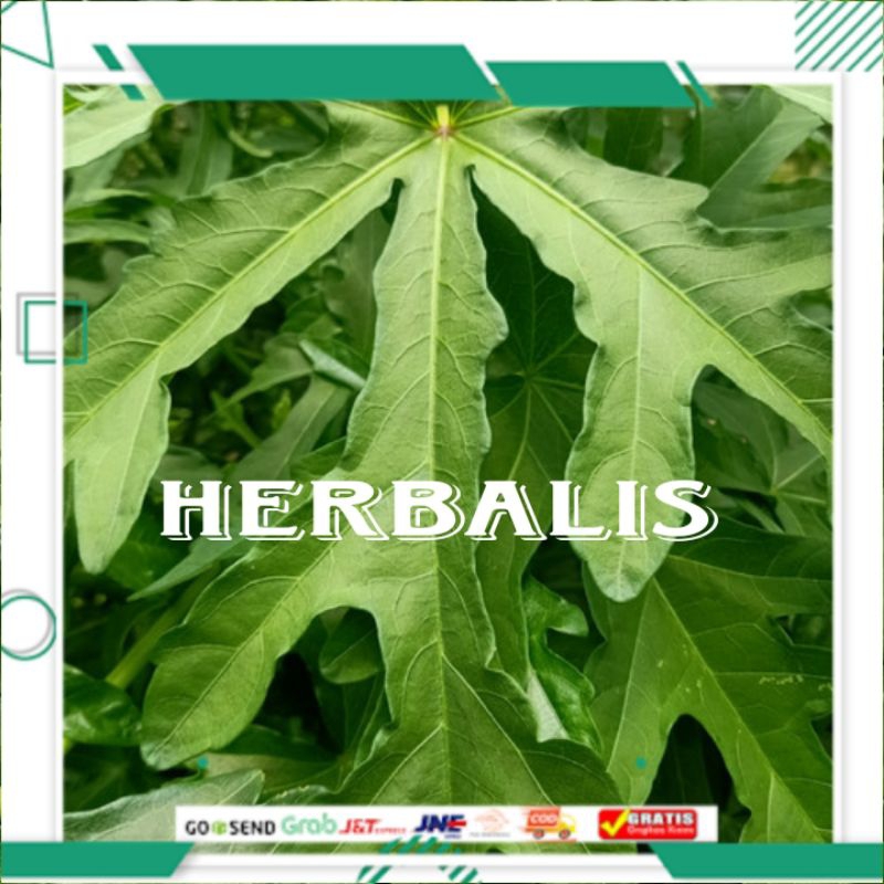 

Daun gedi segar 1kg murah