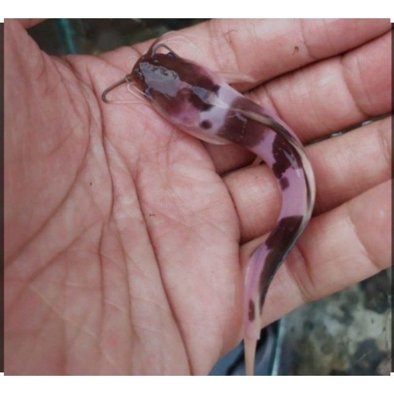 HIASAN LELE ALBINO ( SIZE 6-7 CM) FULL PELET