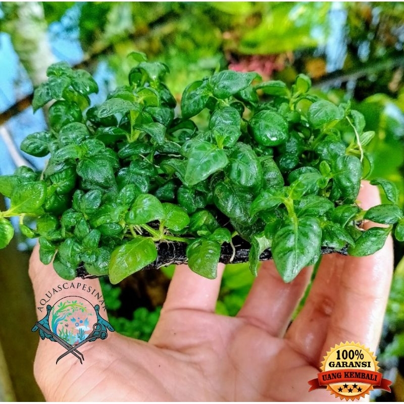 tanaman aquascape hiasan akuarium angguran tanaman paludarium