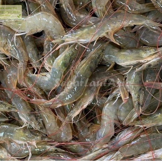 

Udang Vaname Segar Udang Vaname 50-60 Ekor Seafood Udang Segar 1Kg