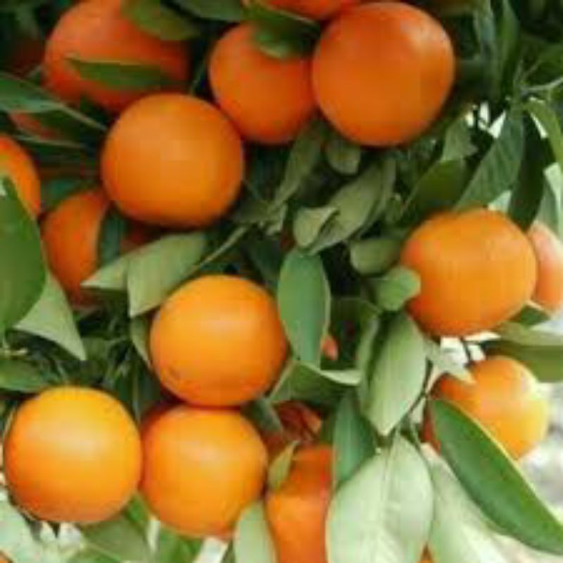 

paketan Jeruk Isi 2 bibit