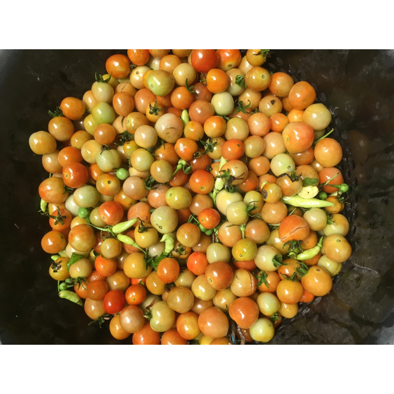 

Tomat Rampai / Tomat Cherry / Tomat kecil