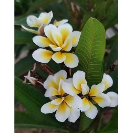 Kamboja Bali Whirl / Kamboja Dasa Kumala / Kamboja Bali Kelopak Sepuluh / Plumeria Bali Whirl