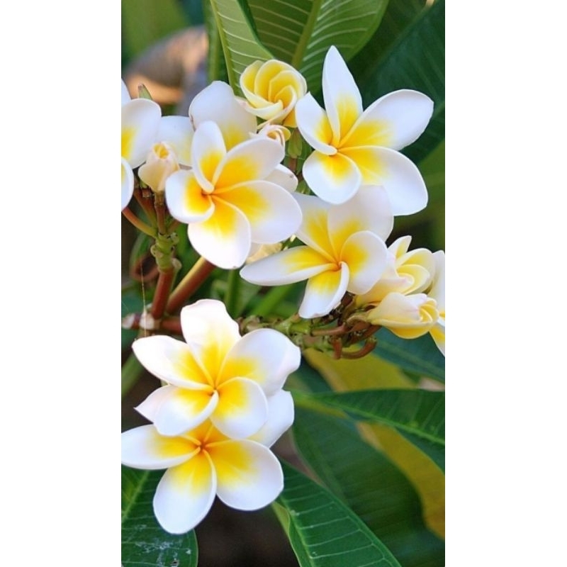 Kamboja Putih Bali / Kamboja Klasik Putih / Kamboja Bali