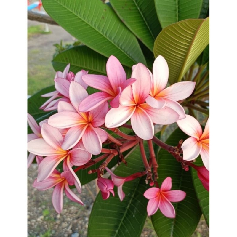 Kamboja Bali Pink / Kamboja Pink Klasik