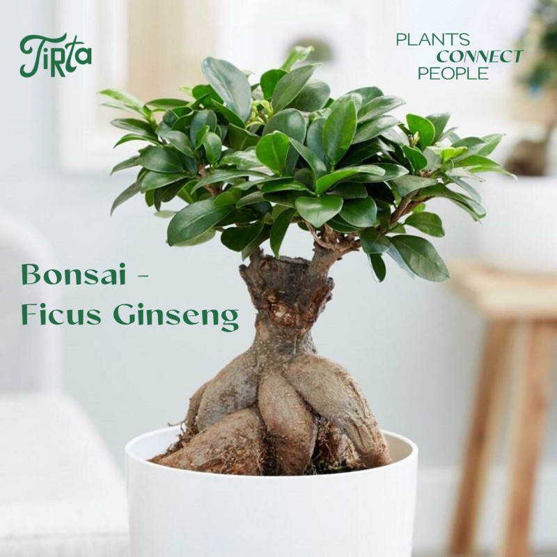 Bonsai - Ficus Microcarpa - Tanaman Koleksi