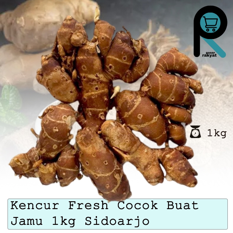 

Kencur 1kg Fresh Cocok Buat Jamu dan Bumbu Masakan