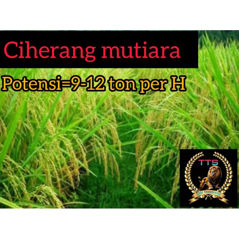 BENIH PADI CIHERANG MUTIARA 98 KEMASAN 5KG KUALITAS SUPER GENJAH