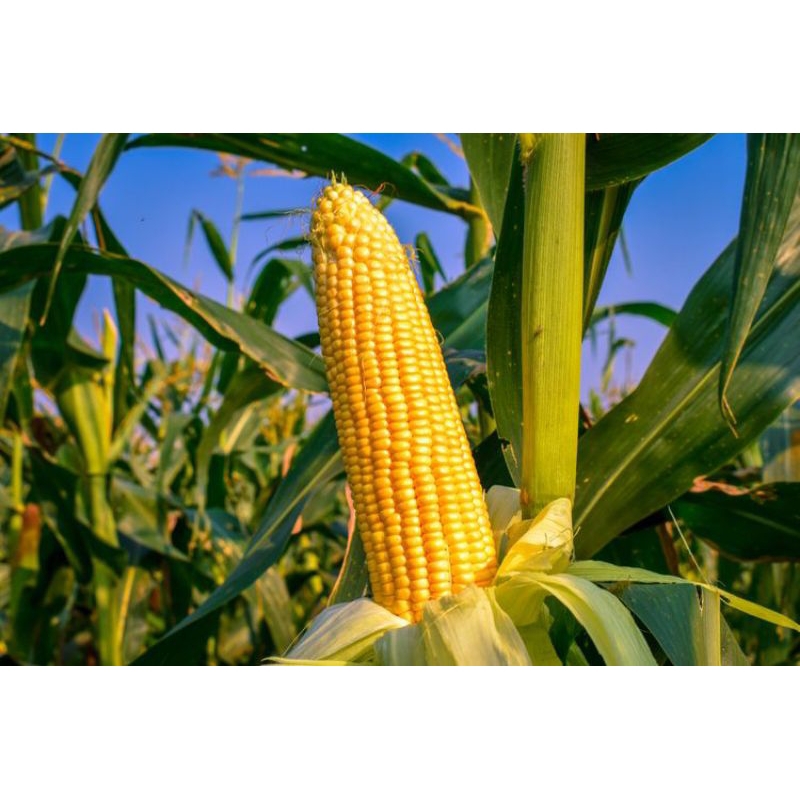 

Jagung Manis