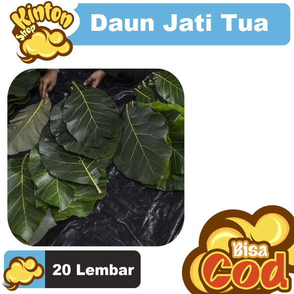 

Daun Jati Tua Per 20 Lembar