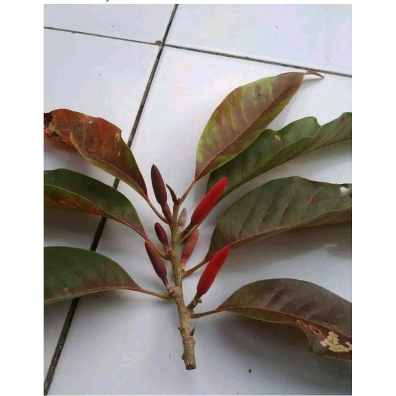 bibit bunga kantil kuning merah cepat bunga okulasi