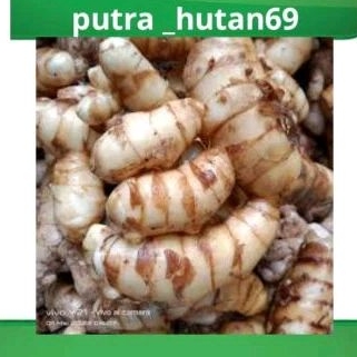 

KUNYIT PUTIH/TEMU PUTIH 1KG