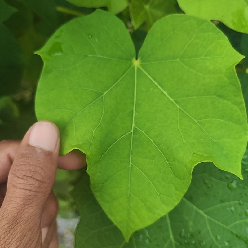 

Daun Jarak ecer banyak manfaat