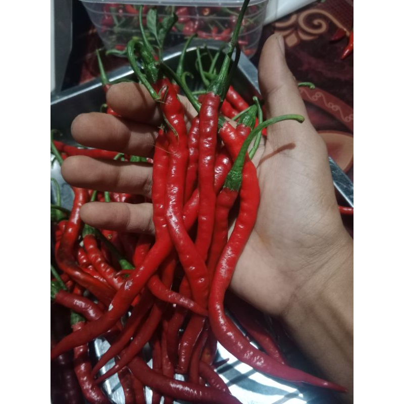 

cabe keriting tangguh 1/2kg