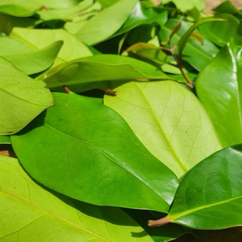 

Daun salam Segar