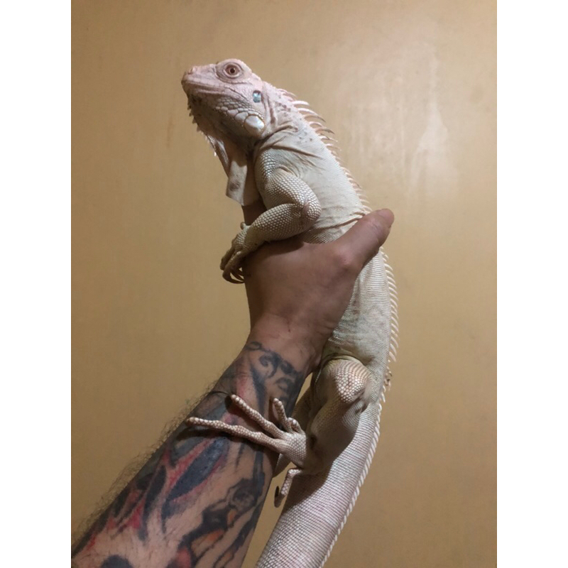 albino iguana betina