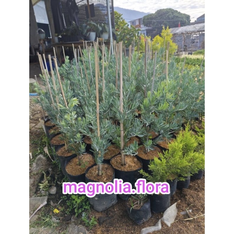 [ BESAR ] Lohansung blue ice bahan bonsai / lohansung biru okulasi / bibit twnaman hias pohon penghi