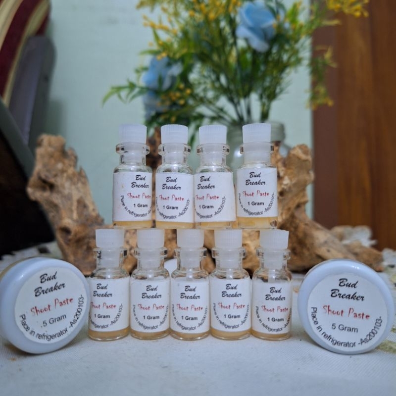 BUD BREAKER ANGGREK PENGATUR TUMBUH TUNAS PASTA PERANGSANG TUNAS DAN BUNGA ANGGREK