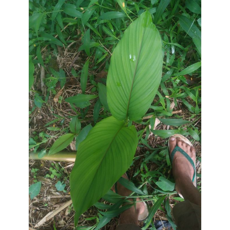 

10 lembar daun koneng/kunyit