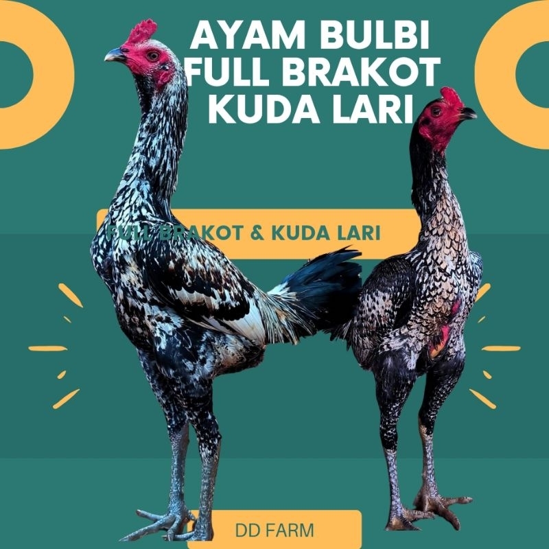 

TELUR Ayam Bulbi Thailand Fetil 100% Originali