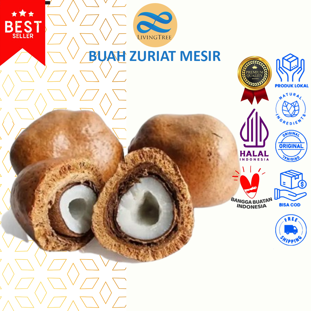 

1Kg Buah Zuriat | Doum Mesir Untuk Program hamil
