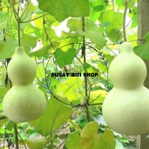 

Benih Buah Sayur Labu Hijau Bentuk Botol Biji Terong Ijo Pumpkin Green Seeds Isi 10