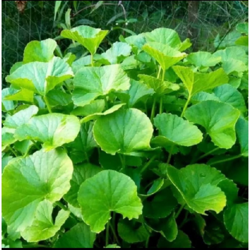 

daun pegagan /daun antanan segar /daun sedunduk 250grm