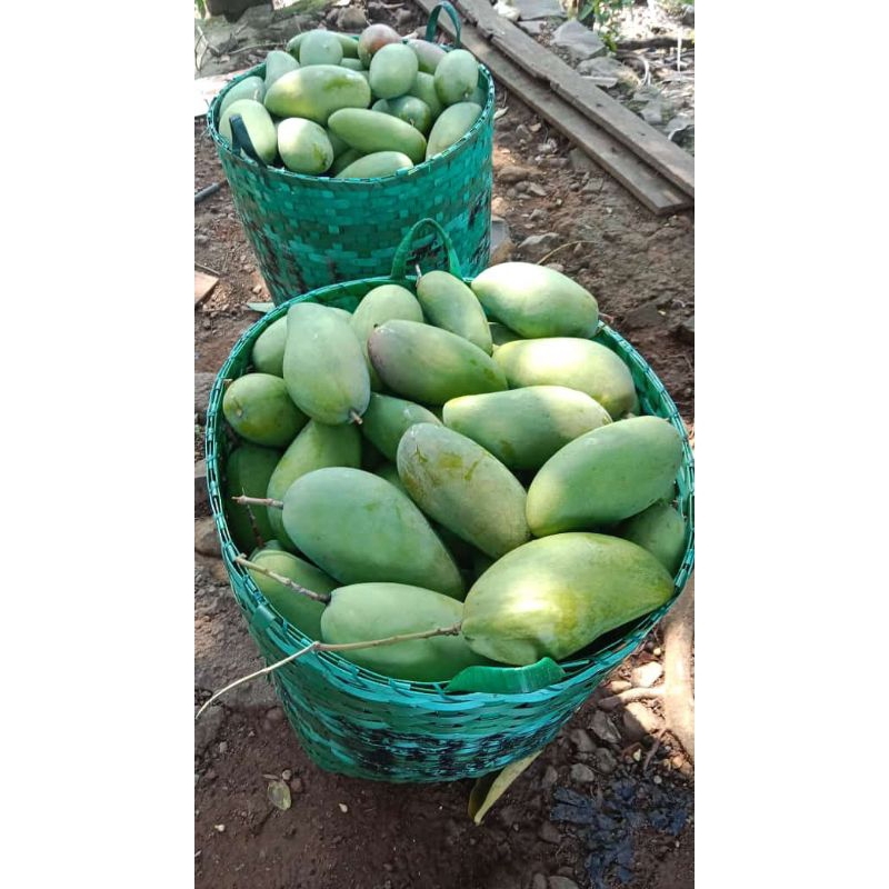 

Mangga Kiojay Thailand muda & tua pohon 1kg isi 2buah