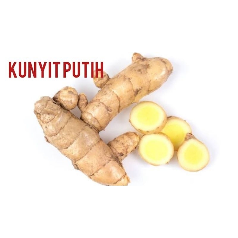 

Kunyit Putih Kunir Putih Temu Putih Koneng Putih Segar 1000 gram