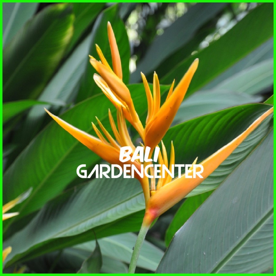 Tanaman Hias Pisangan Heliconia Kuning - Heliconia Psittacorum Yellow