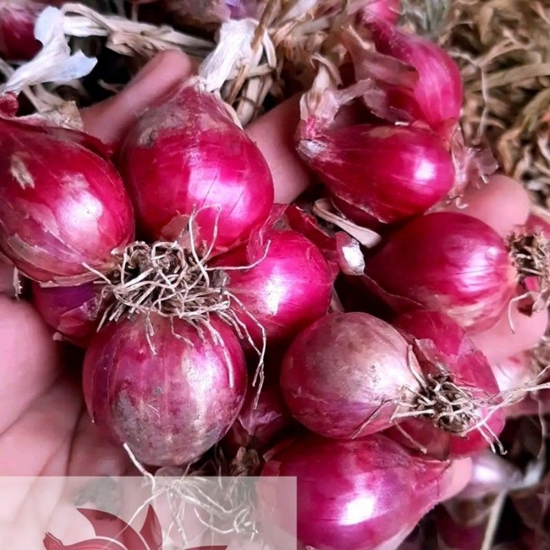 

Bawang Merah Probolinggo | 250gr | Bawang Merah | Bawang Merah Murah | Bamer Murah